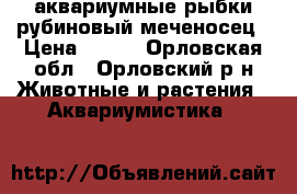 аквариумные рыбки рубиновый меченосец › Цена ­ 100 - Орловская обл., Орловский р-н Животные и растения » Аквариумистика   